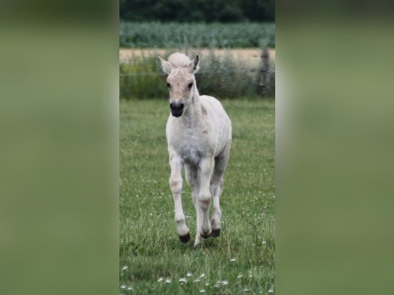 Fjordpferde Stute 5 Jahre 143 cm in Meppel