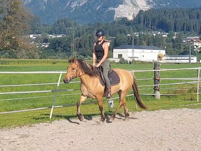 Fjordpferde Stute 5 Jahre 145 cm Falbe in Kirchbichl