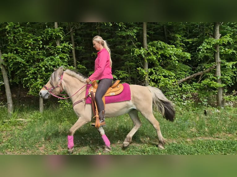 Fjordpferde Stute 5 Jahre 146 cm Falbe in Linkenbach