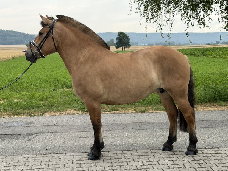 Fjordpferde Stute 5 Jahre 152 cm Falbe in Riedlingen