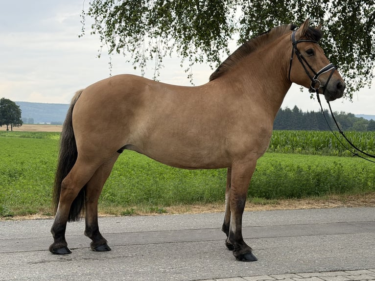 Fjordpferde Stute 5 Jahre 152 cm Falbe in Riedlingen