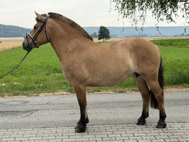 Fjordpferde Stute 5 Jahre 152 cm Falbe in Riedlingen