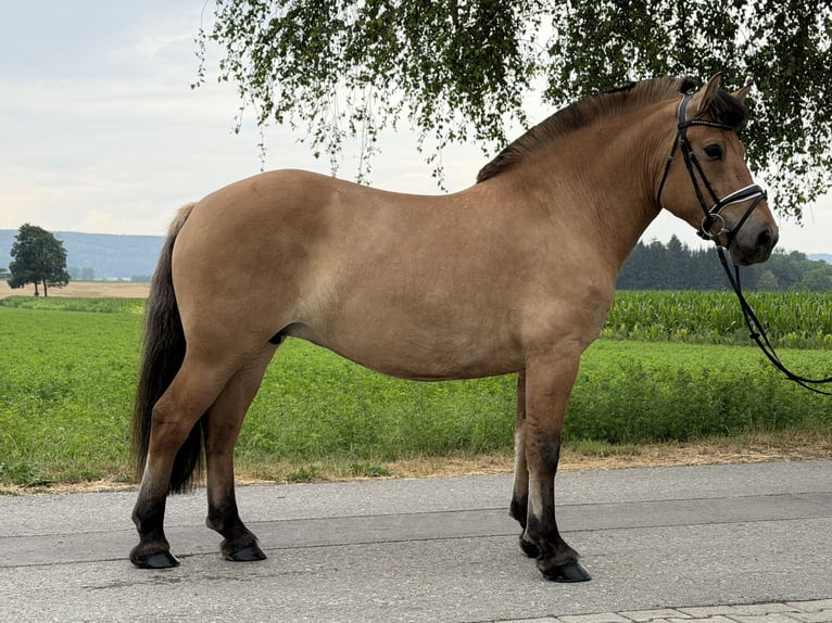 Fjordpferde Stute 5 Jahre 152 cm Falbe in Riedlingen