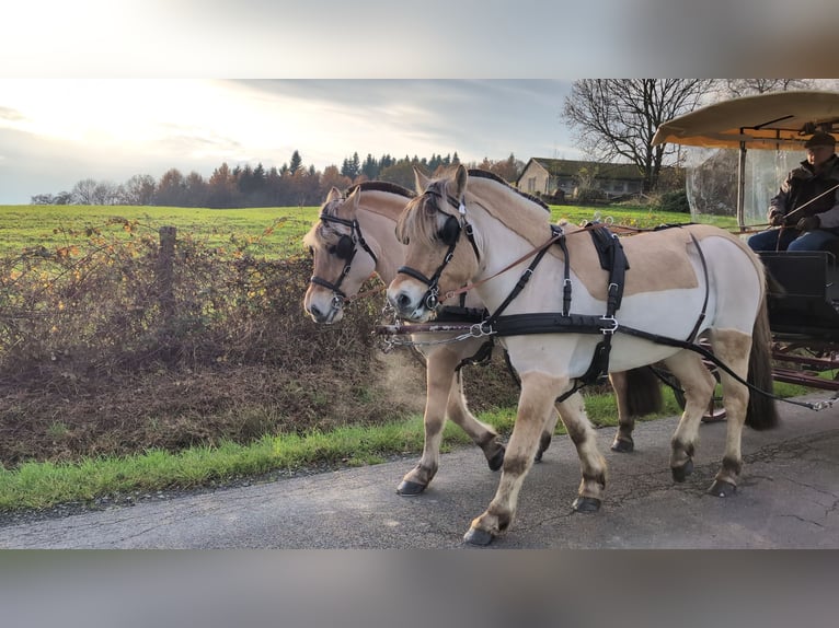 Fjordpferde Stute 5 Jahre 157 cm Falbe in Morsbach