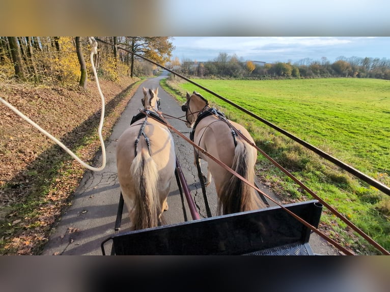 Fjordpferde Stute 5 Jahre 157 cm Falbe in Morsbach