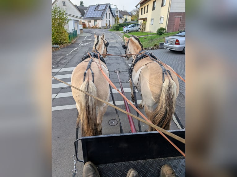 Fjordpferde Stute 5 Jahre 157 cm Falbe in Morsbach