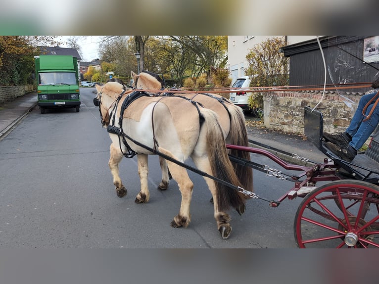 Fjordpferde Stute 5 Jahre 157 cm Falbe in Morsbach