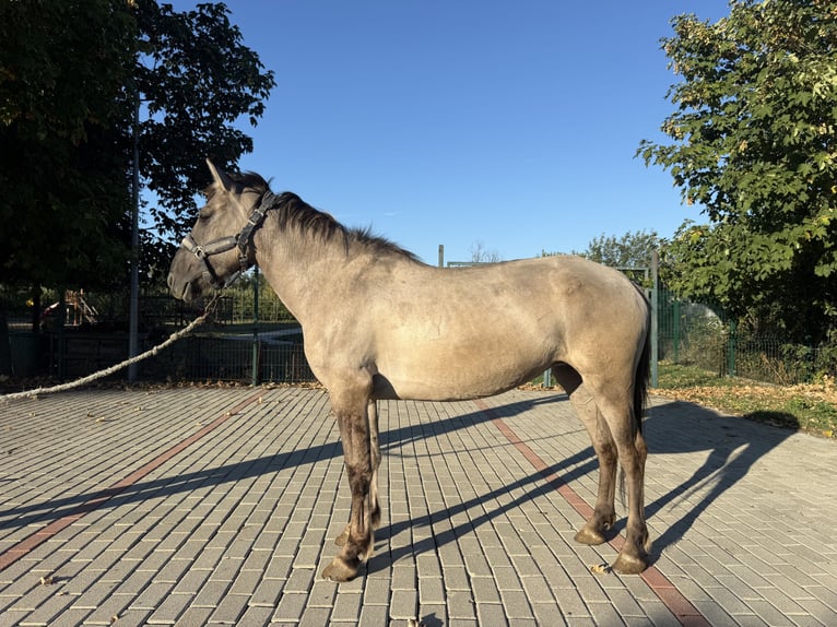 Fjordpferde Mix Stute 6 Jahre 140 cm Falbe in Kóny