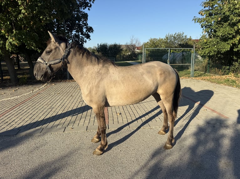Fjordpferde Mix Stute 6 Jahre 140 cm Falbe in Kóny