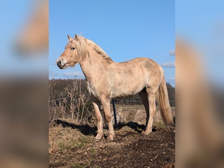 Fjordpferde Stute 6 Jahre 146 cm Red Dun in Lautertal