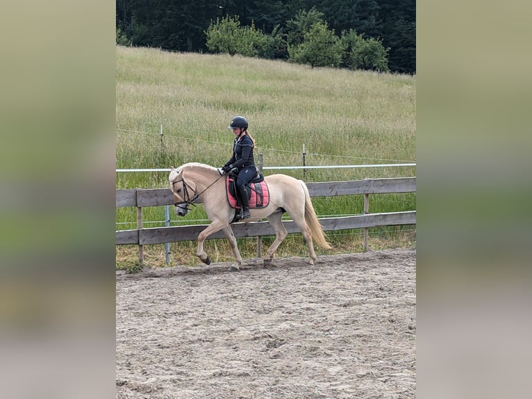 Fjordpferde Stute 6 Jahre 146 cm Red Dun in Lautertal