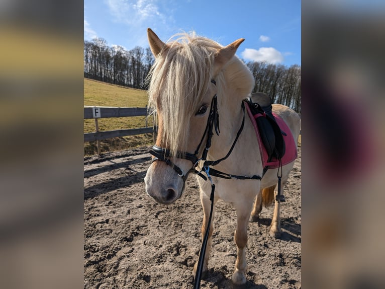 Fjordpferde Stute 6 Jahre 146 cm Red Dun in Lautertal