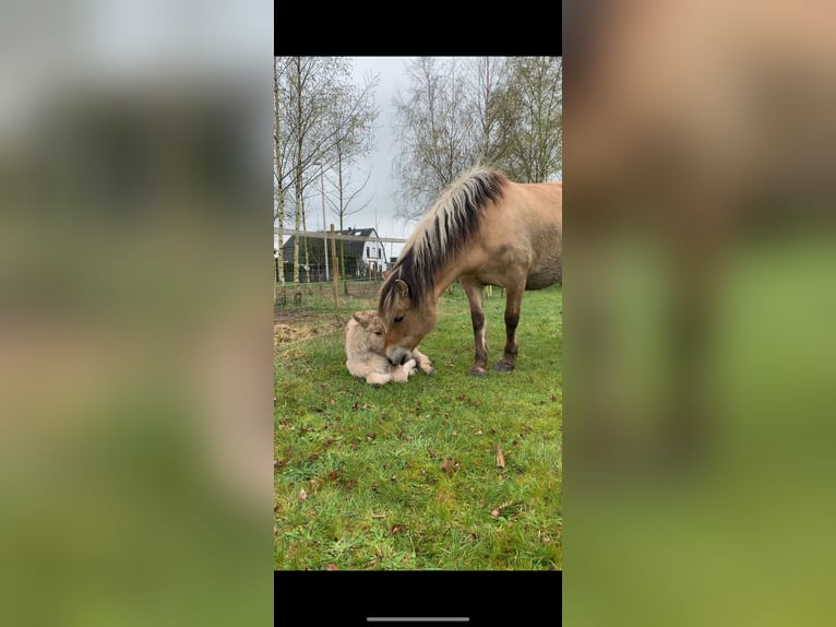 Fjordpferde Stute 6 Jahre 148 cm Falbe in Elten