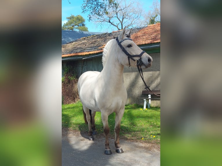 Fjordpferde Stute 7 Jahre 141 cm Falbe in Ahlerstedt