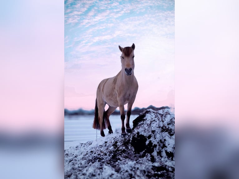 Fjordpferde Stute 7 Jahre 141 cm Falbe in Ahlerstedt
