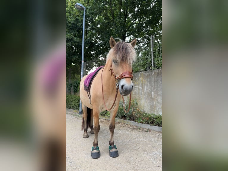 Fjordpferde Stute 7 Jahre 147 cm in Rodgau