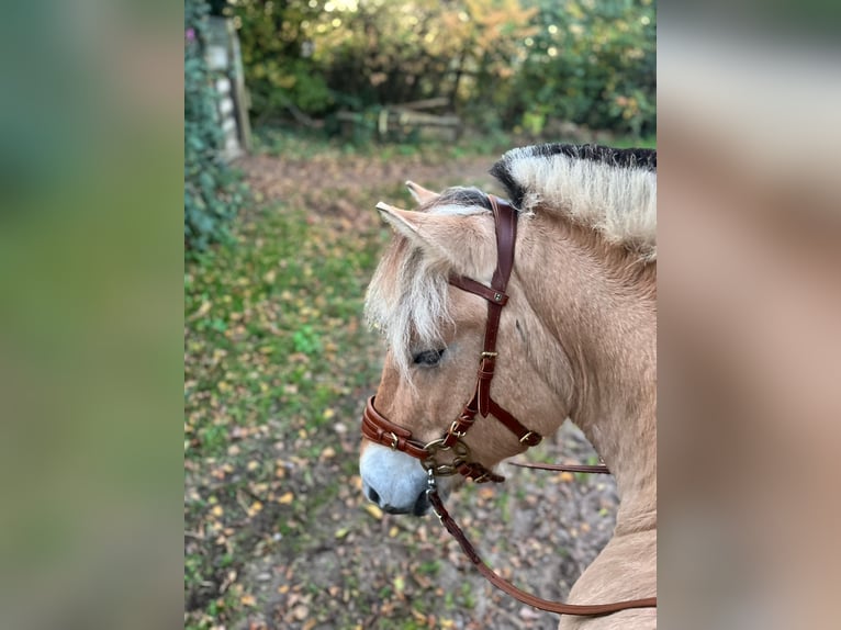 Fjordpferde Stute 7 Jahre 147 cm in Rodgau