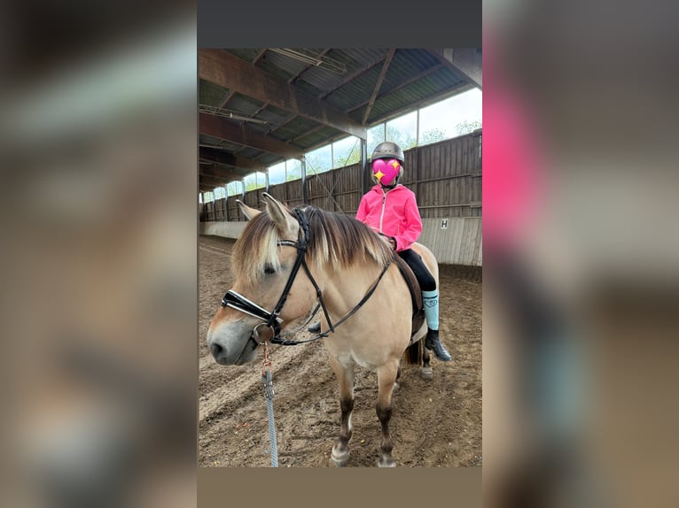 Fjordpferde Stute 8 Jahre 143 cm in Rodgau Weiskirchen