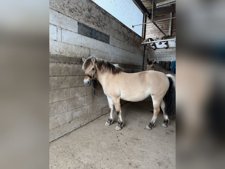 Fjordpferde Stute 8 Jahre 143 cm in Rodgau Weiskirchen