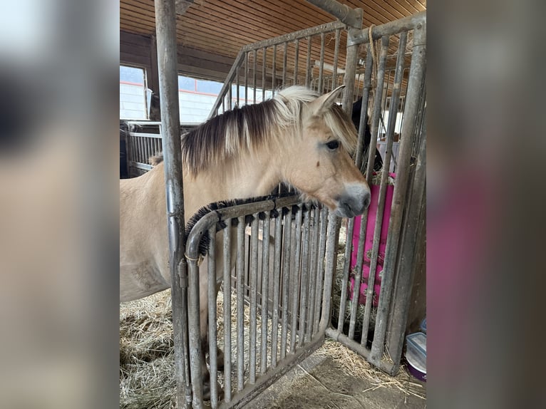 Fjordpferde Stute 8 Jahre 143 cm in Rodgau Weiskirchen
