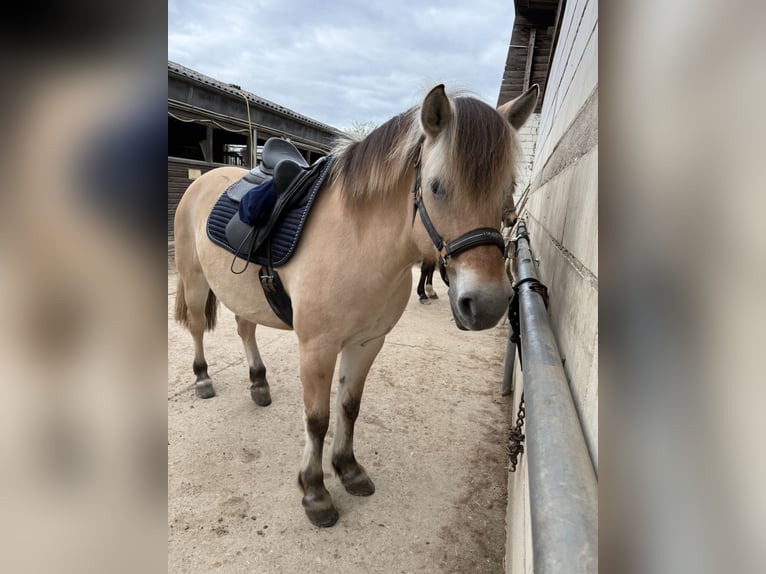 Fjordpferde Stute 8 Jahre 143 cm in Rodgau Weiskirchen