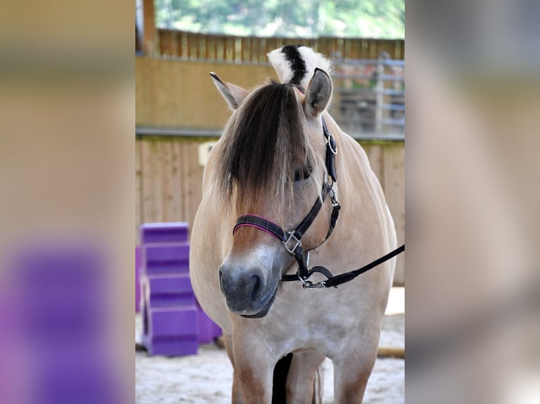 Fjordpferde Stute 8 Jahre 145 cm Falbe in Puy de Dôme
