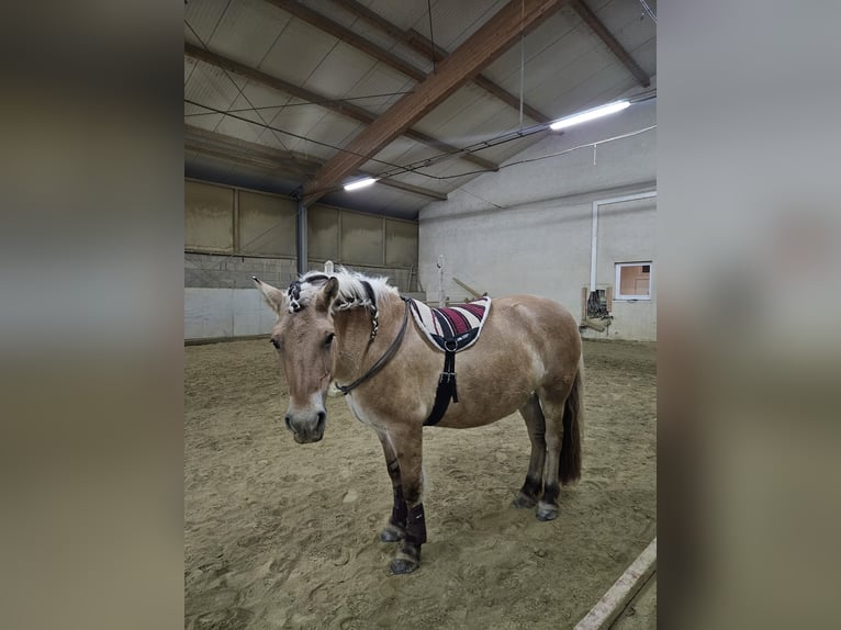 Fjordpferde Stute 8 Jahre 146 cm Falbe in Mörbisch am See