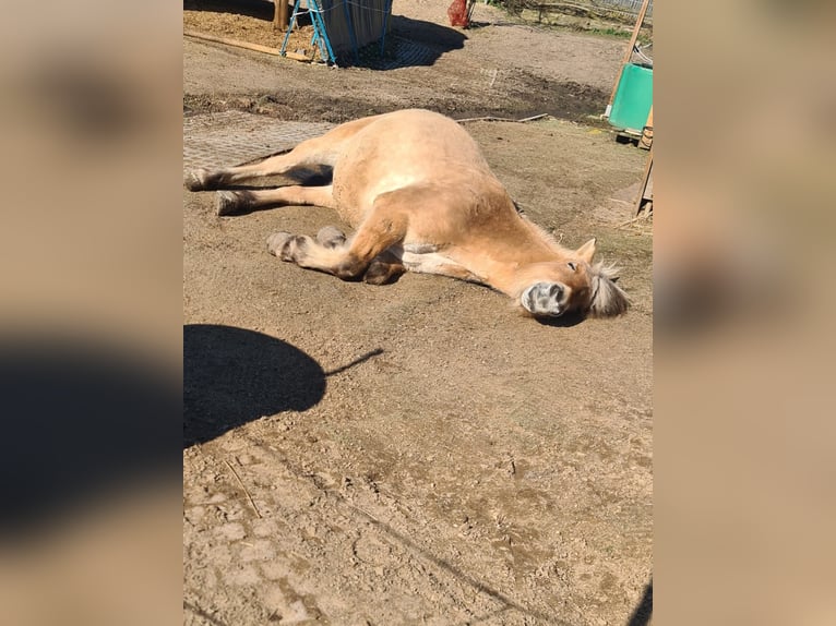 Fjordpferde Stute 8 Jahre 147 cm  in Rodgau