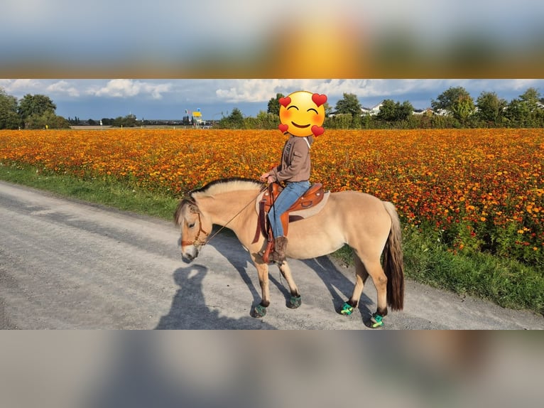 Fjordpferde Stute 8 Jahre 147 cm  in Rodgau