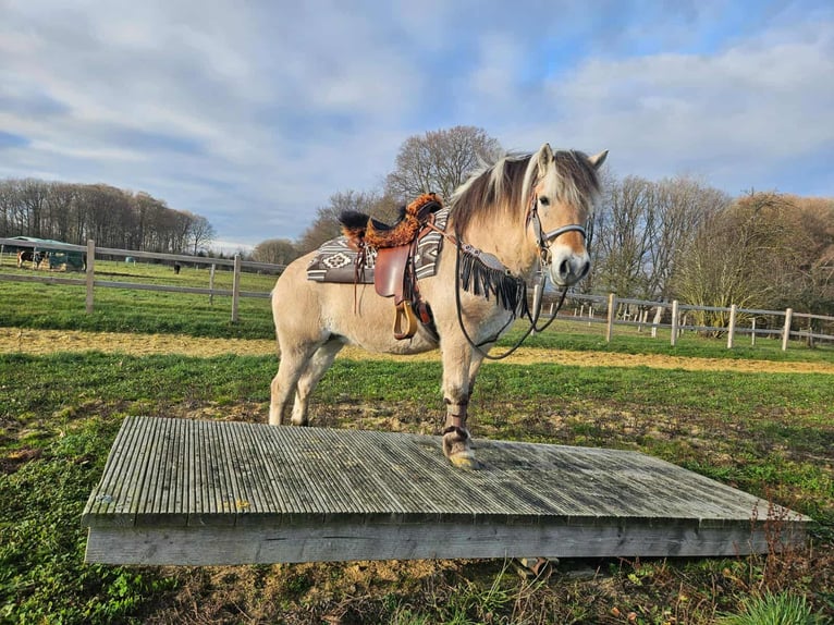 Fjordpferde Stute 8 Jahre 149 cm Falbe in Linkenbach