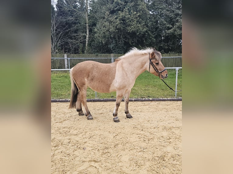 Fjordpferde Stute 8 Jahre 150 cm Falbe in N&#xFC;rnberg