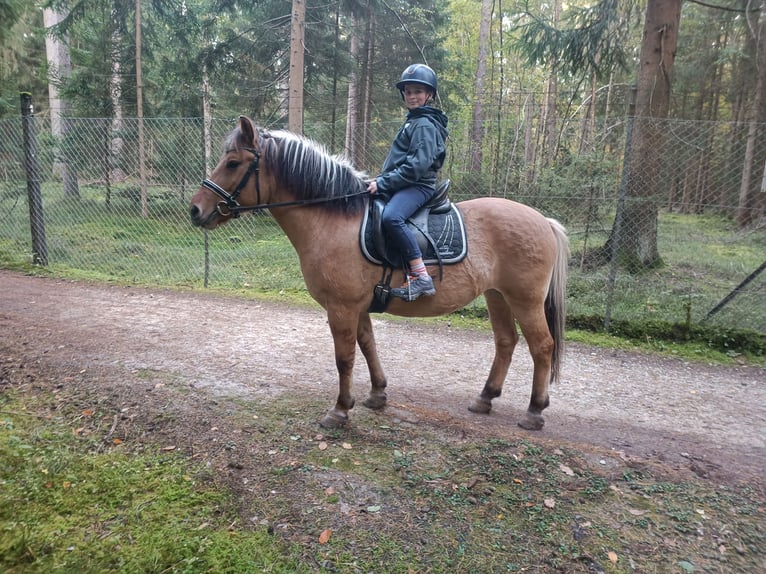 Fjordpferde Stute 8 Jahre 150 cm Falbe in N&#xFC;rnberg