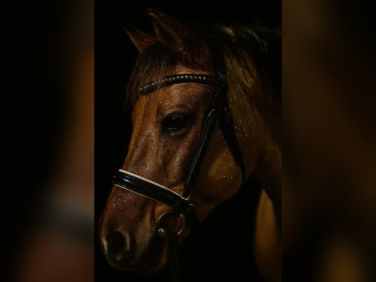 Fjordpferde Stute 8 Jahre 150 cm Falbe in N&#xFC;rnberg