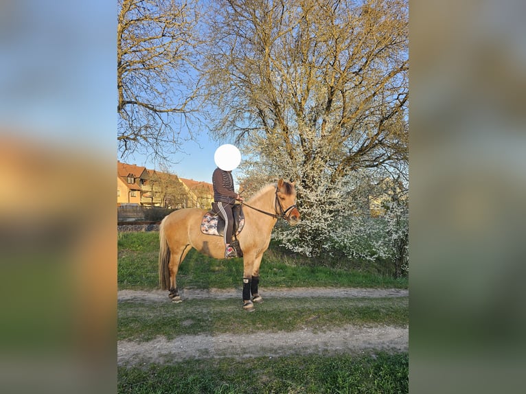 Fjordpferde Stute 8 Jahre 150 cm Falbe in N&#xFC;rnberg