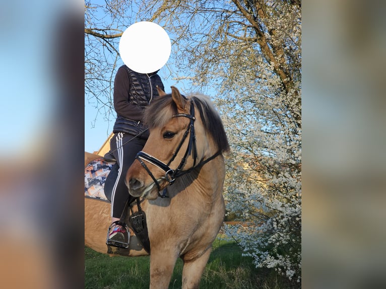 Fjordpferde Stute 8 Jahre 150 cm Falbe in N&#xFC;rnberg