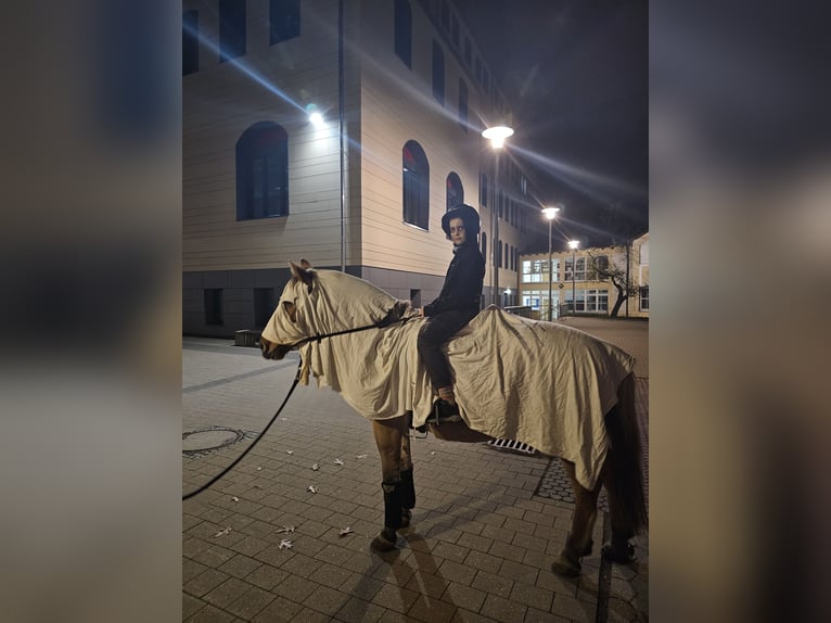 Fjordpferde Stute 8 Jahre 150 cm Falbe in N&#xFC;rnberg
