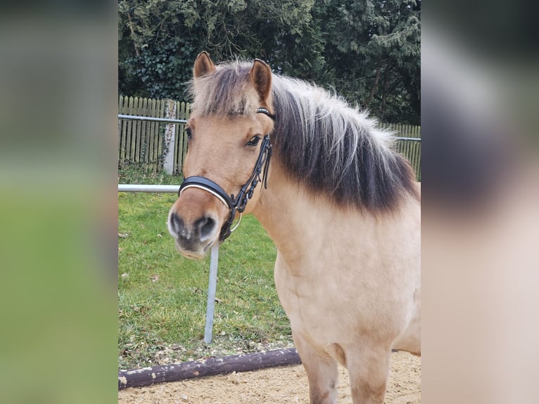 Fjordpferde Stute 8 Jahre 150 cm Falbe in N&#xFC;rnberg