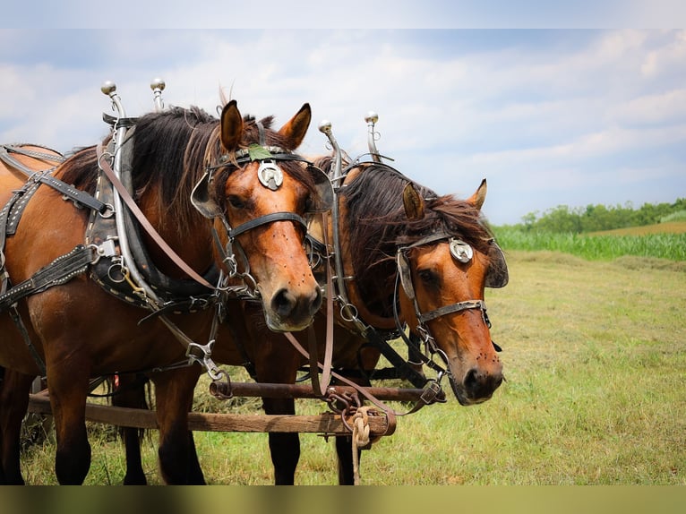 Fjordpferde Stute 8 Jahre Buckskin in Flemingsburg KY