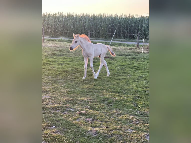 Fjordpferde Stute 9 Jahre 146 cm in M&#xF6;nchengladbach