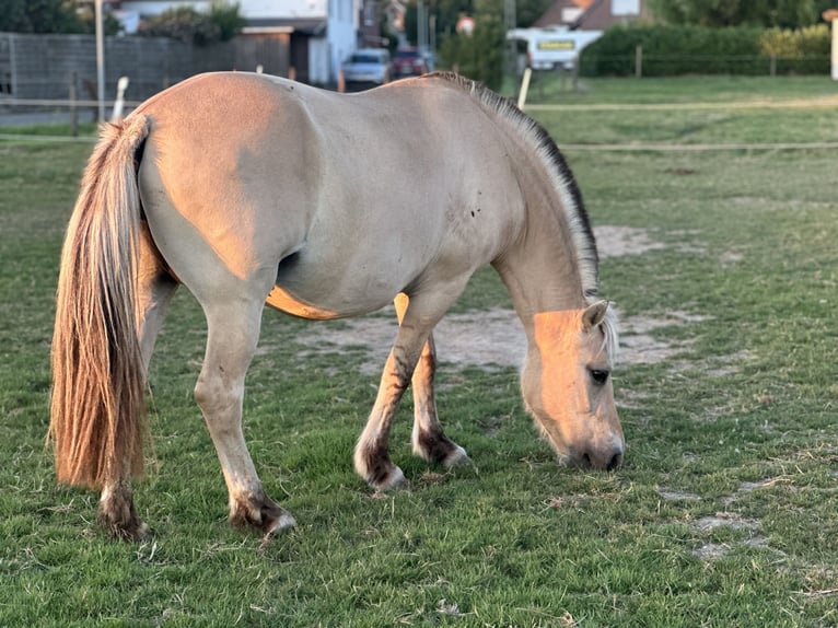 Fjordpferde Stute 9 Jahre 146 cm in M&#xF6;nchengladbach