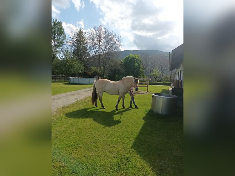 Fjordpferde Stute 9 Jahre 148 cm Falbe in Sirnitz