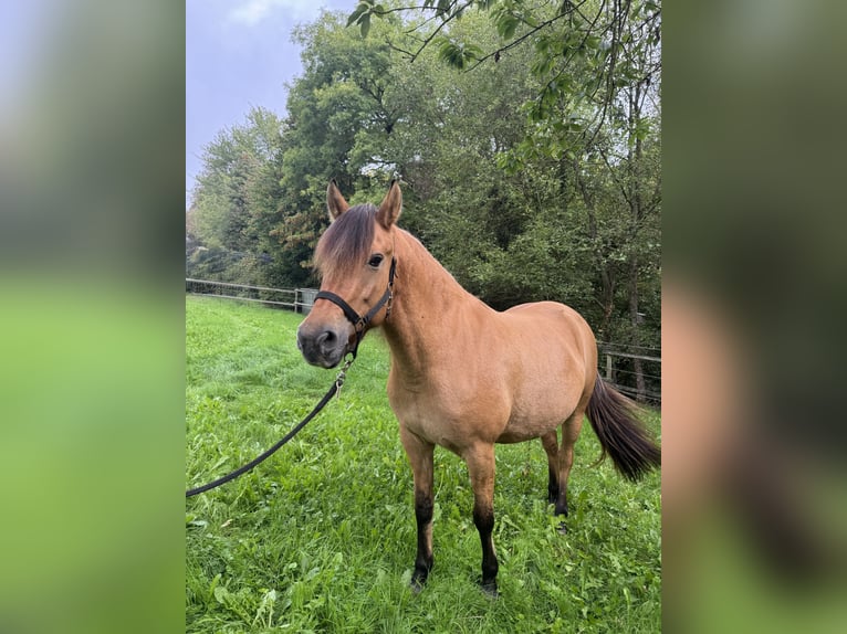 Fjordpferde Mix Stute 9 Jahre 153 cm Falbe in Mettmann