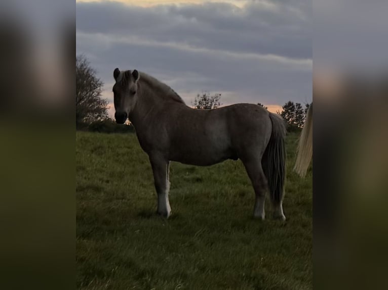 Fjordpferde Stute Fohlen (03/2025) 145 cm Falbe in Steinbergkirche