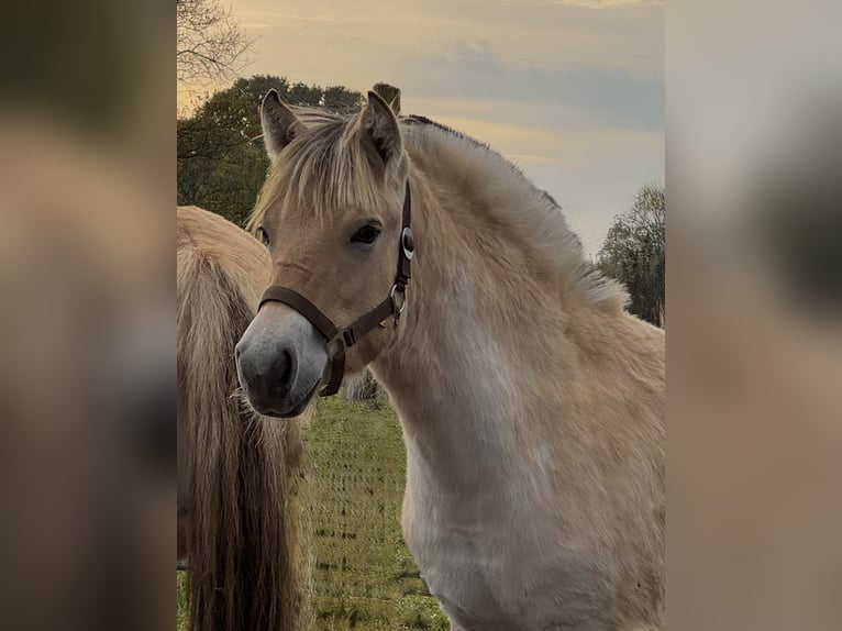 Fjordpferde Stute Fohlen (03/2025) 145 cm Falbe in Steinbergkirche