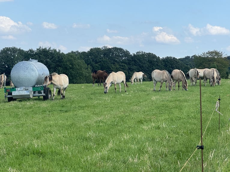 Fjordpferde Stute Fohlen (05/2024) 147 cm Falbe in Reichshoffen