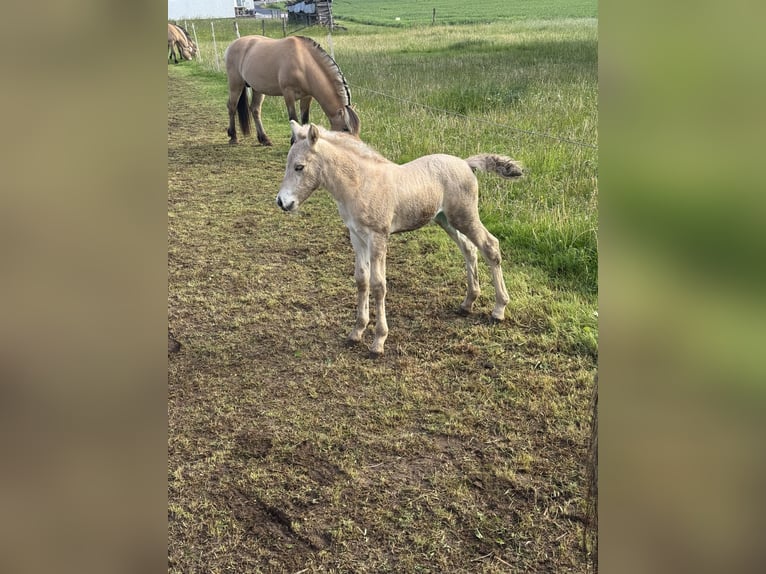 Fjordpferde Stute  149 cm Falbe in MarsbergGiershagen
