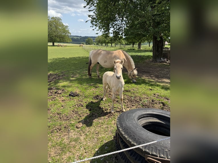 Fjordpferde Stute  149 cm Falbe in MarsbergGiershagen