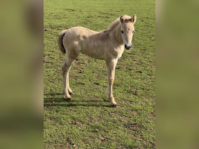 Fjordpferde Stute  149 cm Falbe in MarsbergGiershagen