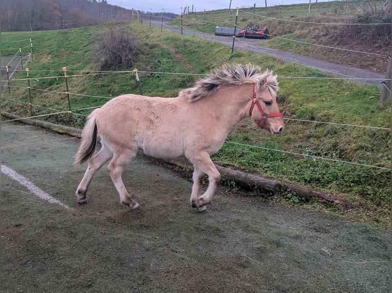 Fjordpferde Stute Fohlen (05/2025) 150 cm Falbe in Morsbach