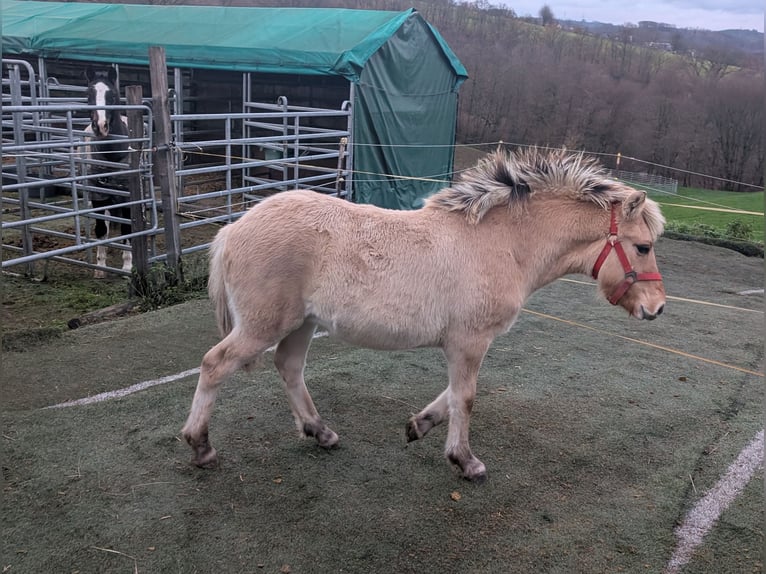 Fjordpferde Stute Fohlen (05/2025) 150 cm Falbe in Morsbach